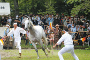 相馬野馬追とは